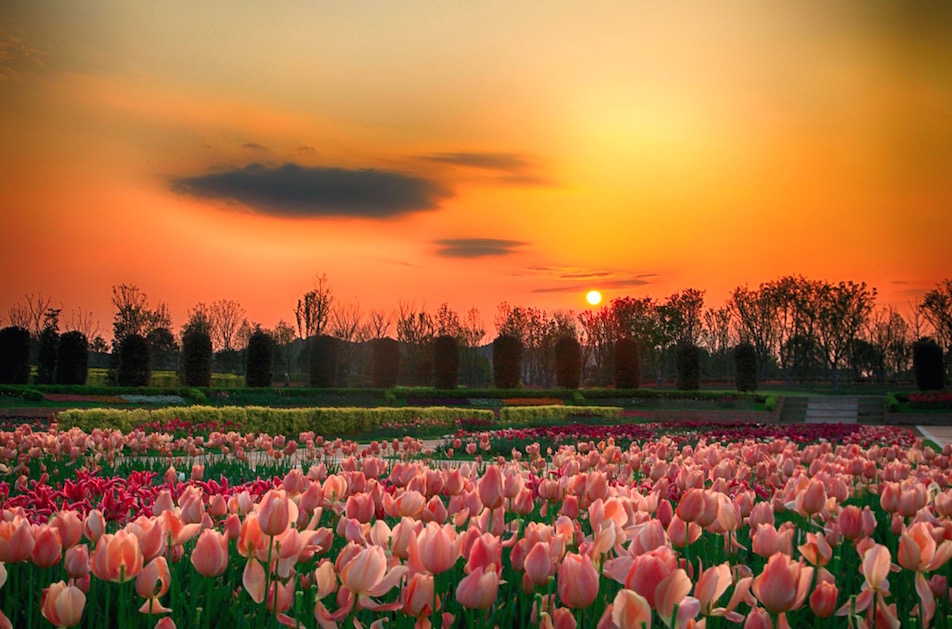 江西省龙虎山花卉休闲公园